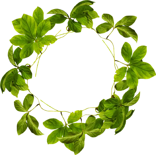 عکس برگ های سبز به شکل حلقه دایره ای دور بریده شده مناسب برای ادیت