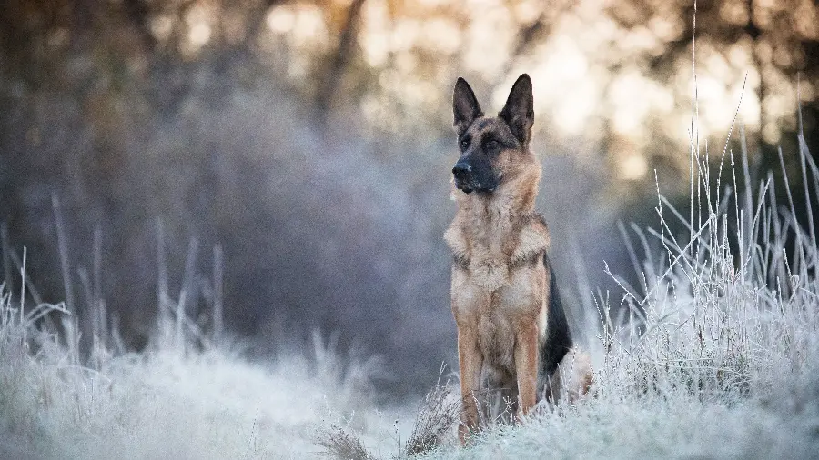 عکس سگ ژرمن شپرد در طبیعت