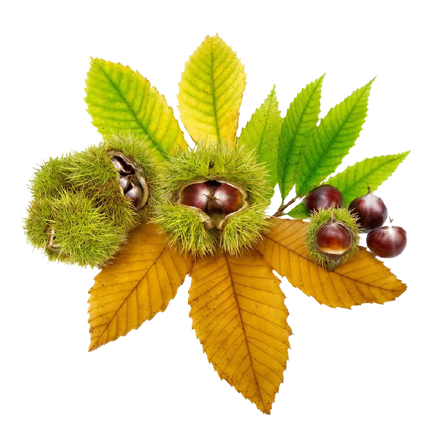 تصویر میوه بلوط و برگ های آن به صورت PNG