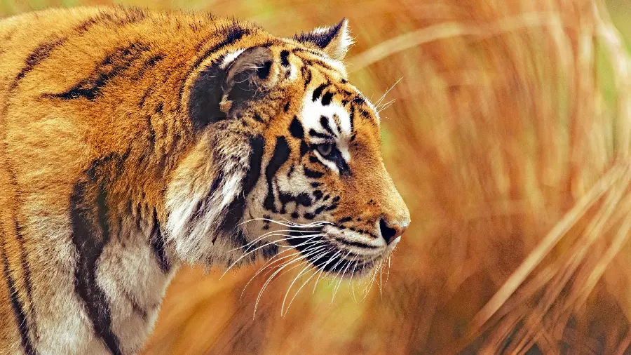 عکس پروفایل ببر 4K