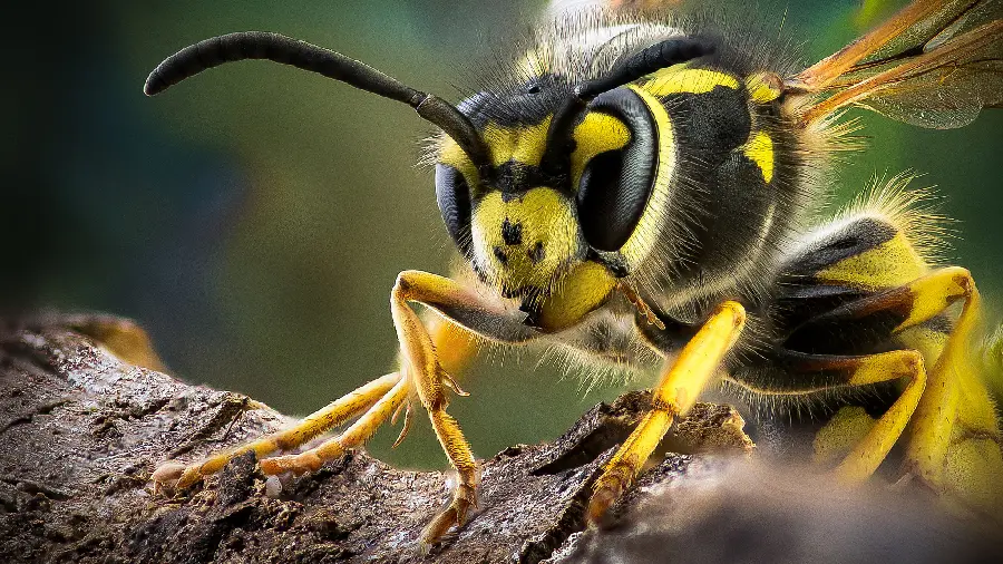 عکس زنبور از نمایی نزدیک و ماکرو
