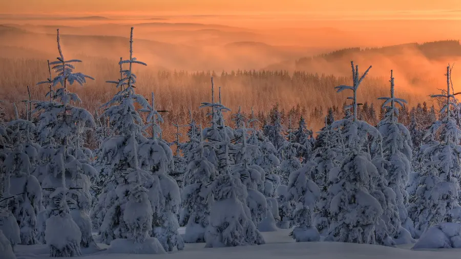 پردانلودترین عکس HD از درختان پوشیده از برف اسکاندیناوی