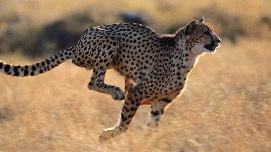 تصویر لحظه دویدن یوزپلنگ در دشت های آفریقا