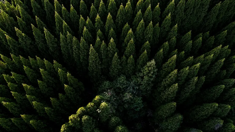 دانلود Wallpaper خوشگل درختان کاج برای کامپیوتر