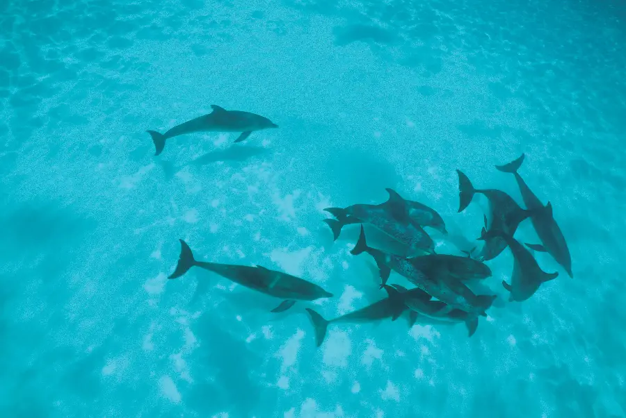 عکس استوک دلفین ها در داخل استخر از نمای بالا