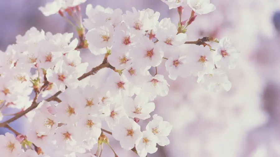 عکس پس زمینه شکوفه بهاری