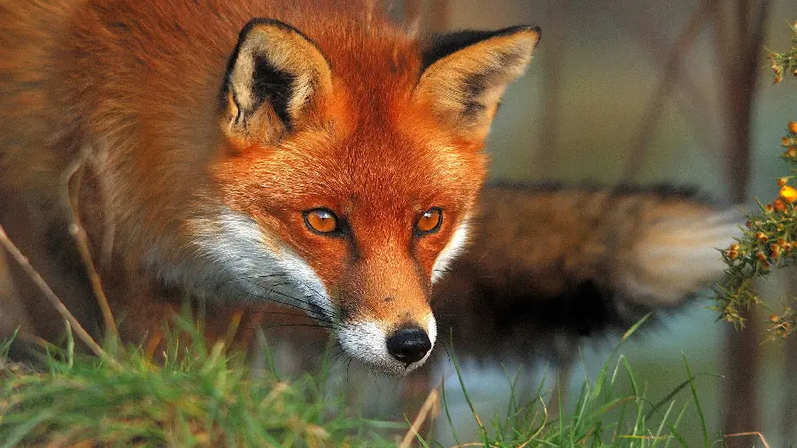 عکس با کیفیت روباه قرمز برای تصویر زمینه کامپیوتر