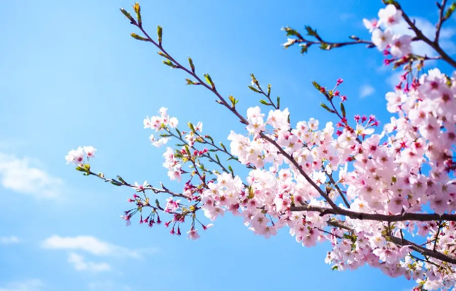 دانلود رایگان عکس شکوفه بهار