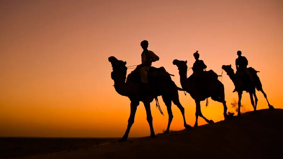 والپیپر و تصویر زمینه شتر در بیابان با کیفیت 4k