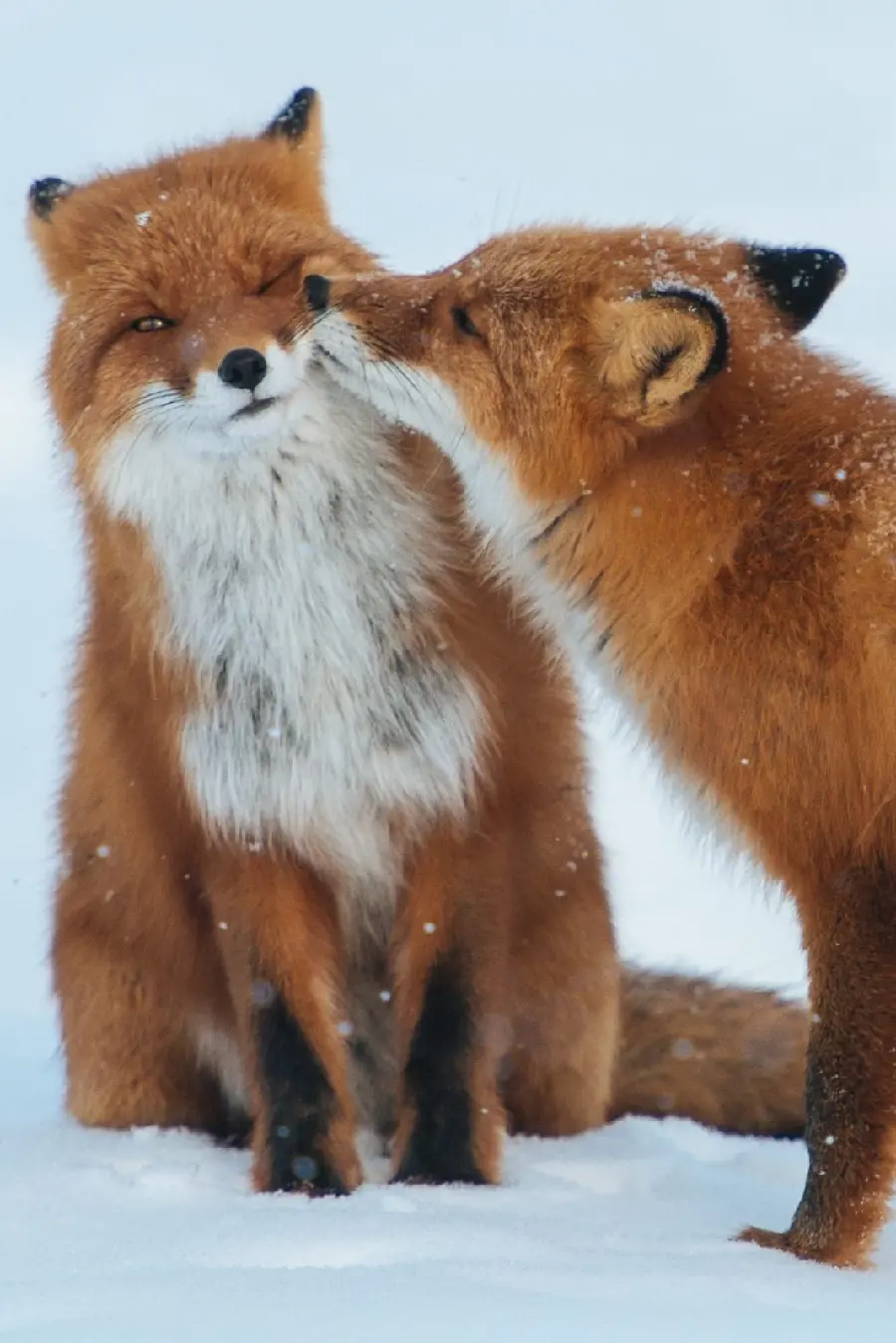 تصویر زمینه روباه قرمز عاشقانه برای موبایل