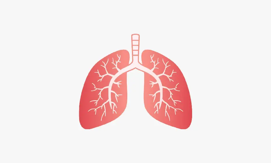 دانلود عکس ریه سالم با کیفیت بالا