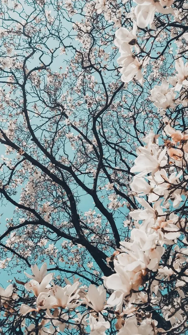 پروفایل شکوهمند شکوفه های فصل بهار برای اینستاگرام