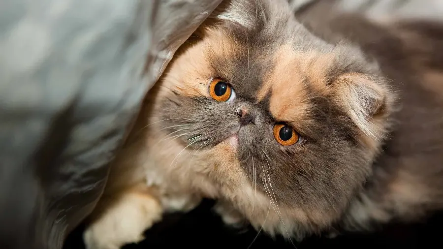 تصویر بانمک و درخشان گربه پرشین با رنگ قهوه‌ای