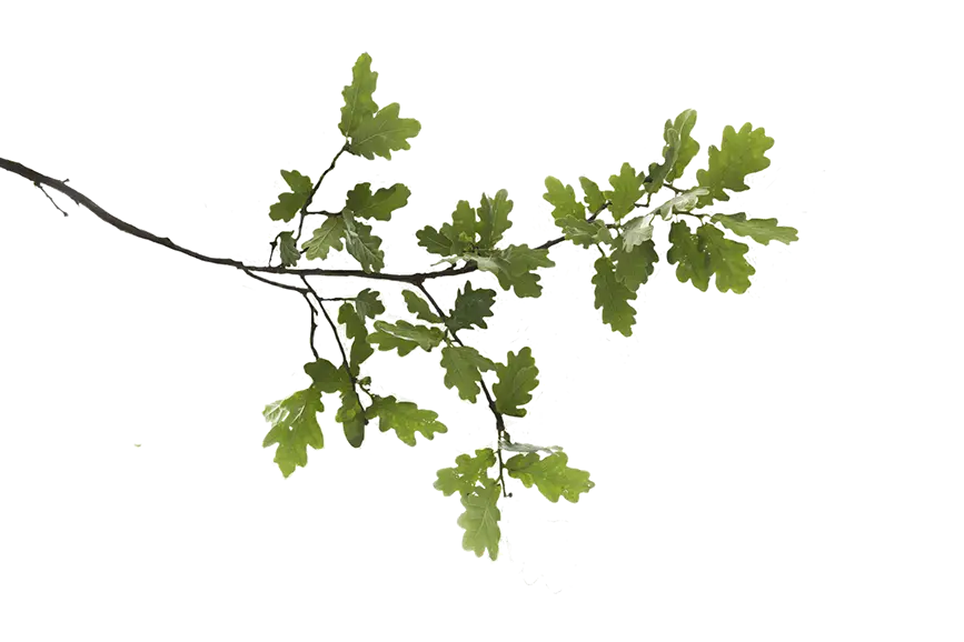 عکس شاخه درخت بلوط با برگ سبز به شکل دوربری
