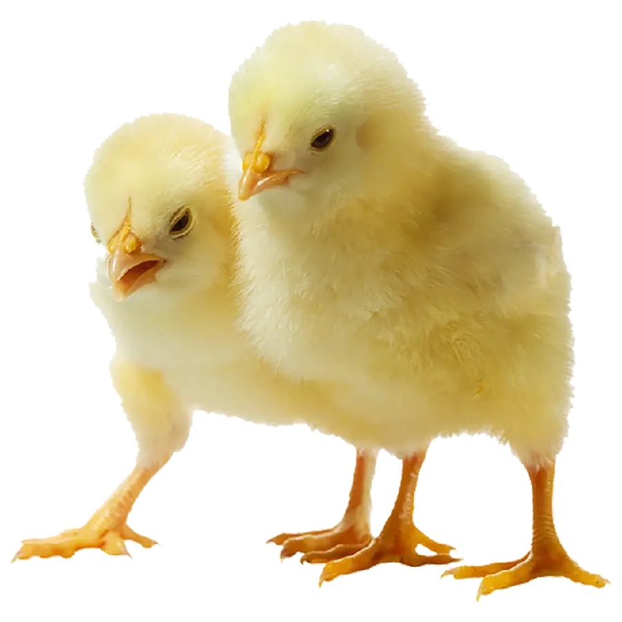  عکس جوجه های رنگی بدون زمینه با فرمت png رایگان