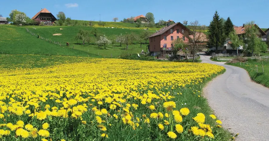 والپیپر گلهای بهاری طبیعت سوئیس