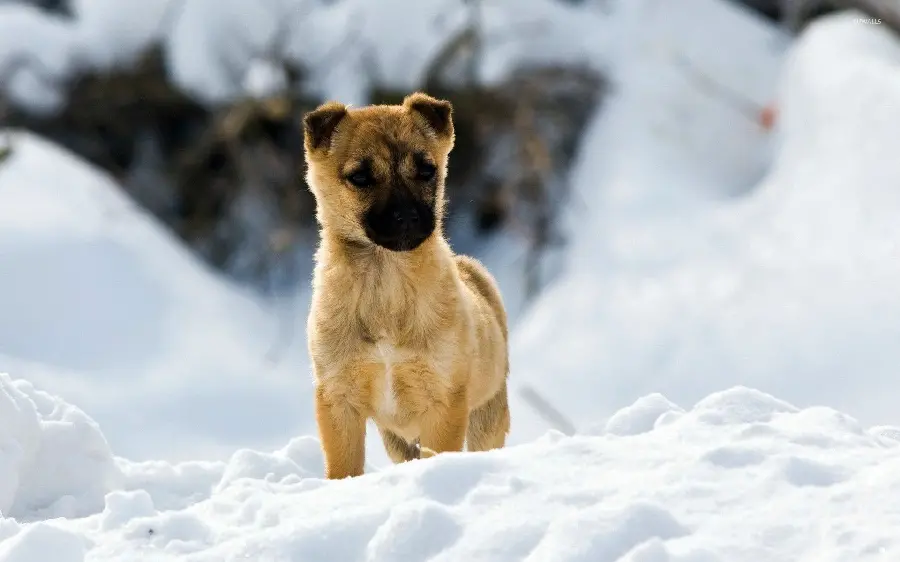 عکس سگ ژرمن شپرد سفید
