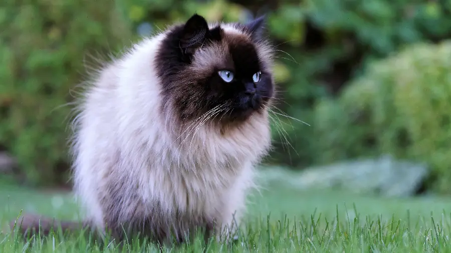 عکس گربه چشم آبی برای پروفایل