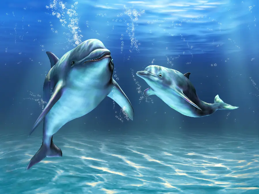 عکس زمینه دلفین در داخل دریا و پس زمینه دلفین برای دسکتاپ کامپیوتر
