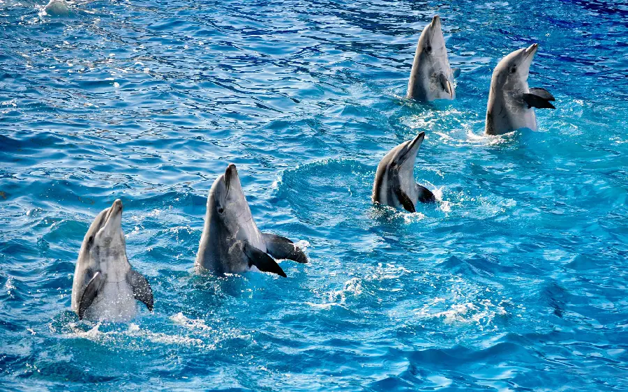 بک گراند دلفین های بامزه و زیبا در بیرون از آب با کیفیت بالا