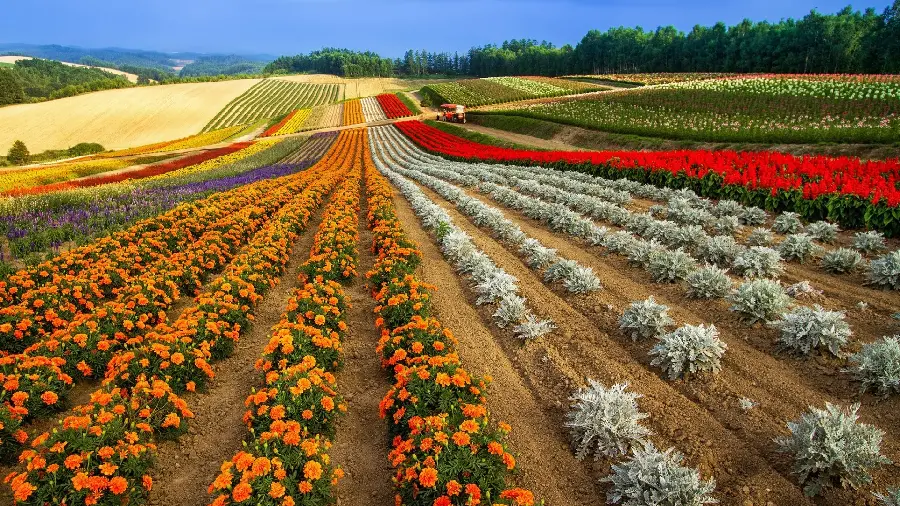 عکس زیبا و دیدنی از دشت گلهای متنوع و زیبا با کیفیت بالا 