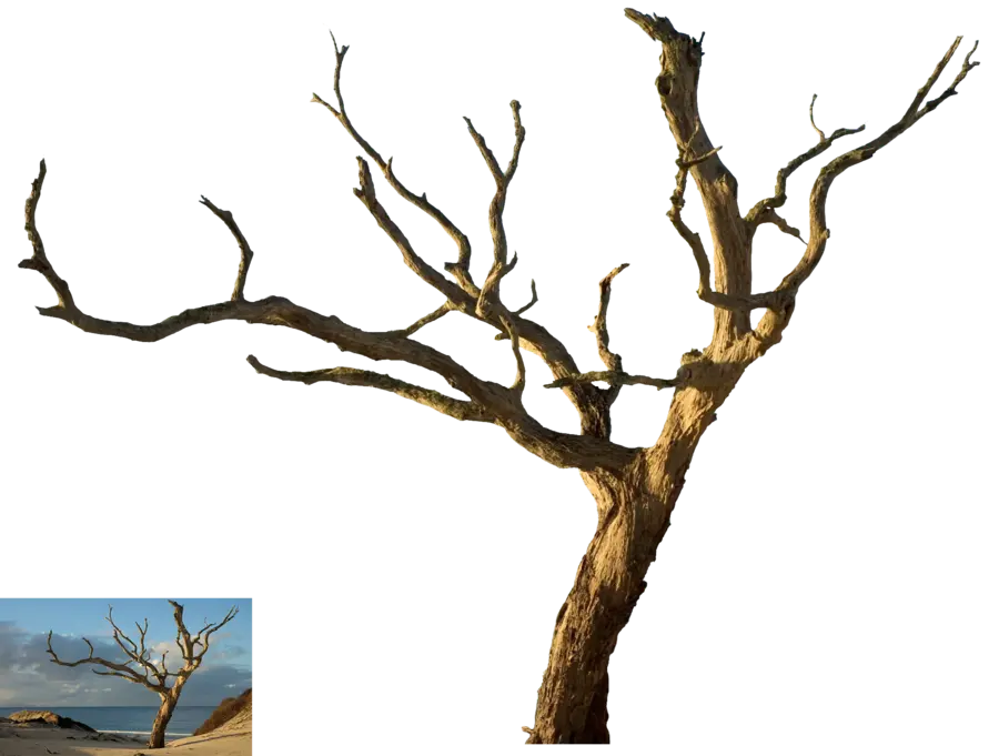 PNG دوربری درخت بلوط بدون برگ برای فتوشاپ 