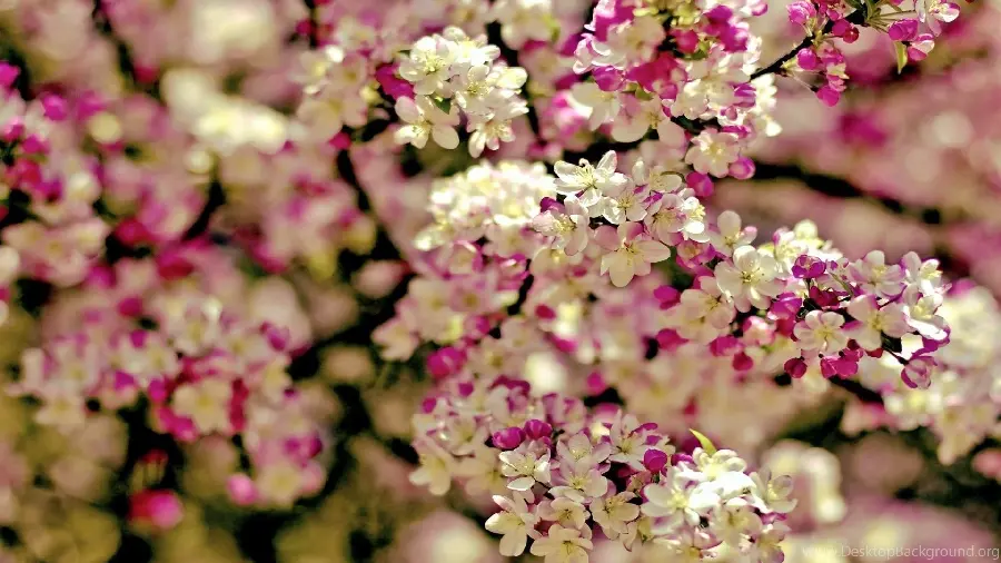 عکس با کیفیت شکوفه بهاری با رنگ سفید و بنفش