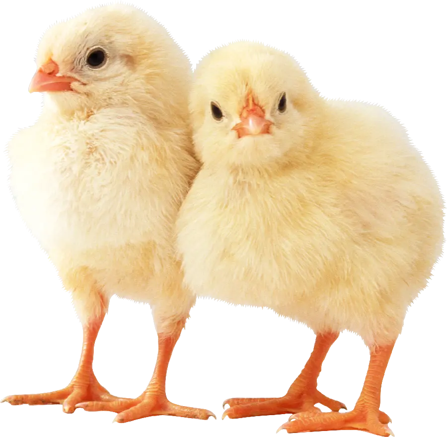 تصویر جوجه PNG دور بریده شده با کیفیت ویژه 