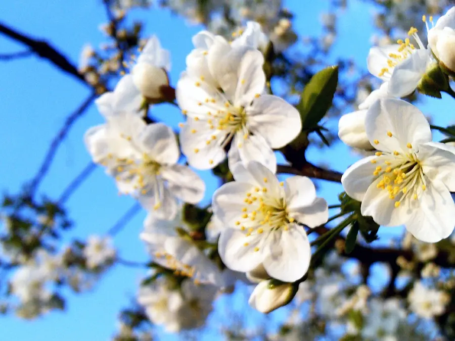 عکس شکوفه بهاری سفید رنگ زیبا و شگفت انگیز
