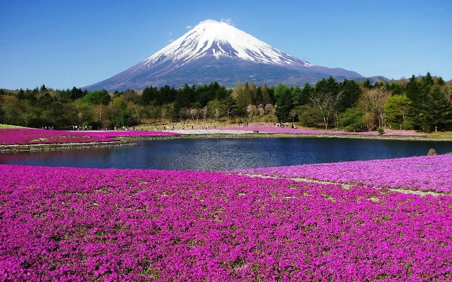 عکس گلهای بنفش زیبا از طبیعت ژاپن 4K 
