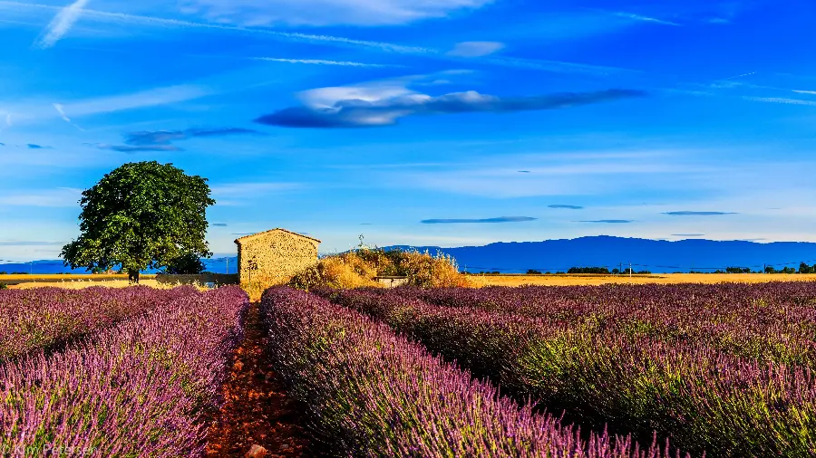 تصویر full hd مزارع دیدنی اسطوخودوس بنفش رنگ در فرانسه