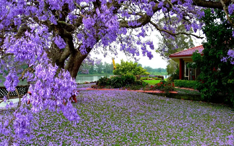 درخشان ترین عکس بنفش بهاری برای پروفایل دخترونه