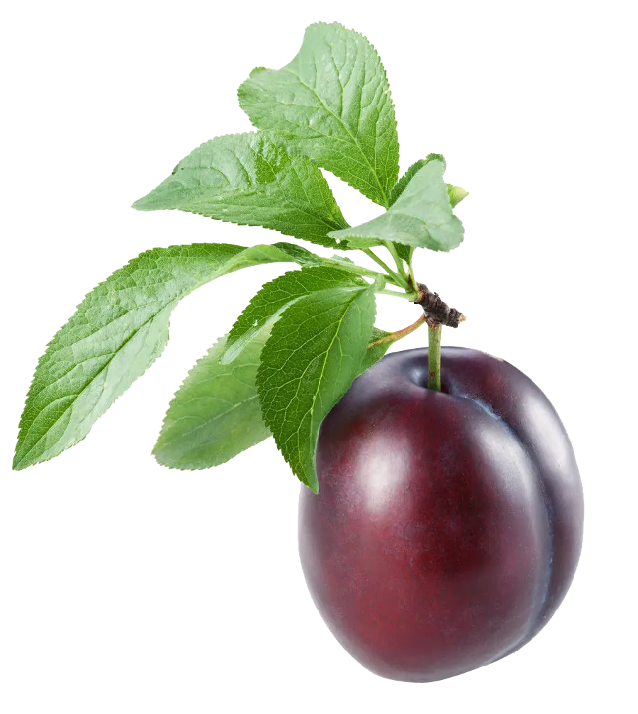 Ripe Black Plum Photo In PNG Format