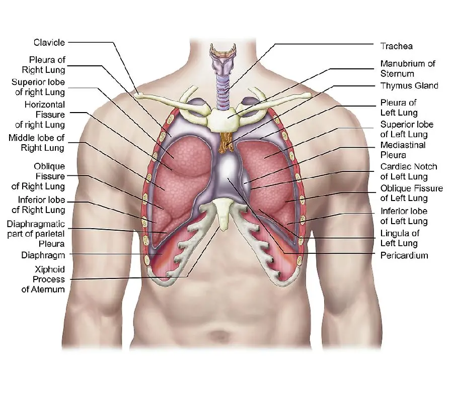 عکس مشخصات ریه انسان همراه با توضیحات