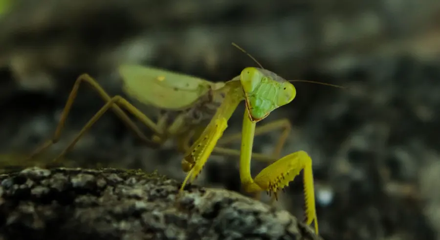 حشره جالب آخوندک با بدن سبز خوشرنگ در یک نمای 4K