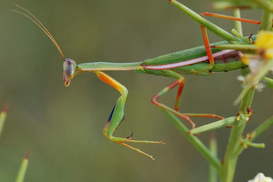 نمای هنری از حشره Mantis در حال حرکت روی شاخه ها