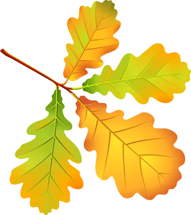 برگ پاییزی زرد و سبز درخت بلوط در یک فایل PNG
