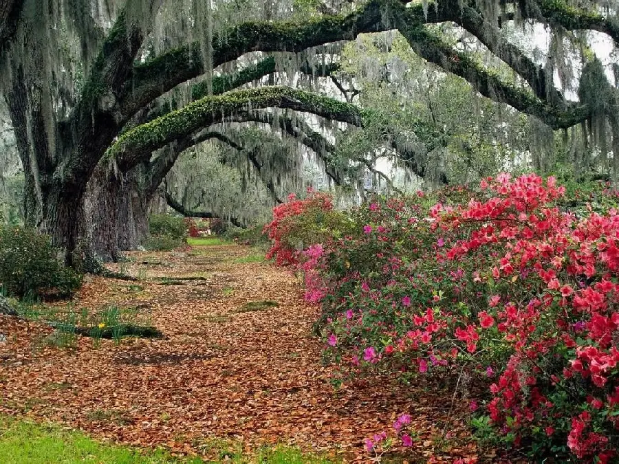 تصویر HD تونل با شاخه های درختان کنار بوته گل سرخ