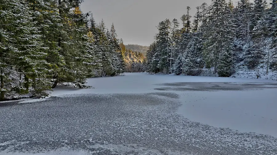 عکس پروفایل طبیعت شگرف زمستان با درختان کاج برفی