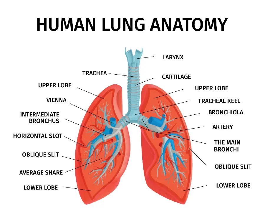 عکس آناتومی ریه و دستگاه تنفسی انسان با کیفیت بالا