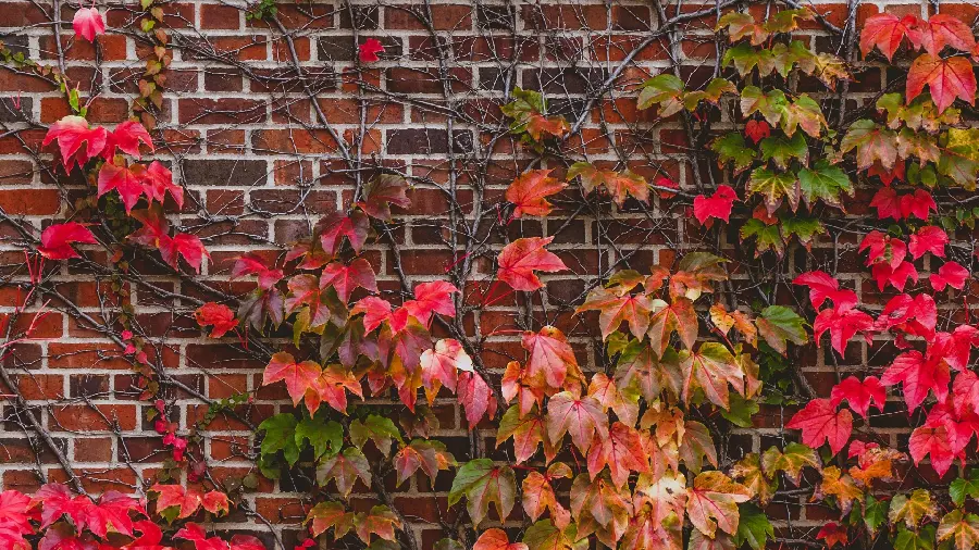 والپیپر بسیار جذاب برگ های پاییزی زیبا روی دیوار آجری 
