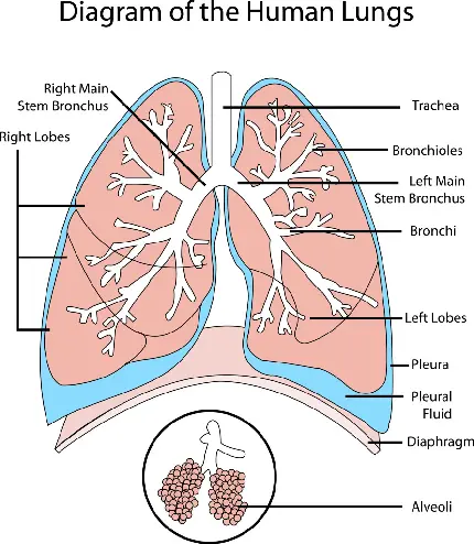 عکس و نمودار تشریح قسمت های مختلف دستگاه تنفسی و ریه انسان