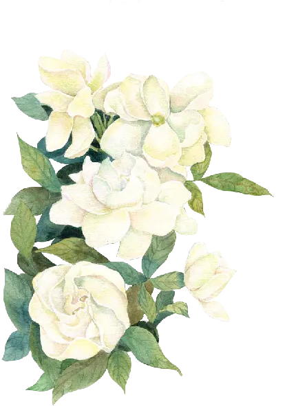 عکس PNG گل رز سفید برای فتوشاپ