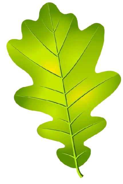 نقاشی دیجیتالی برگ درخت بلوط به رنگ سبز پرطراوت