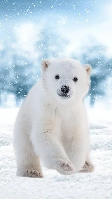 والپیپر 4K خرس قطبی کوچولو و کیوت برای سامسونگ 