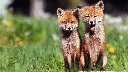 تصویر دو بچه روباه خوشگل و گوگولی در طبیعت 