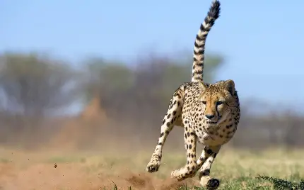 تصویر فوق العاده از یوزپلنگ در حال دویدن