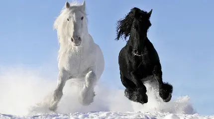 دانلود عکس استوک اسب سفید و سیاه در حال دویدن Stock Photo White horse