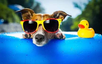 تصویر زمینه فانتزی سگ با عینک آفتابی در تابستان برای لپ‌تاپ