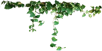 چاپ پوستر گیاه آپارتمانی پوتوس PNG برای طراحی و کارهای گرافیکی